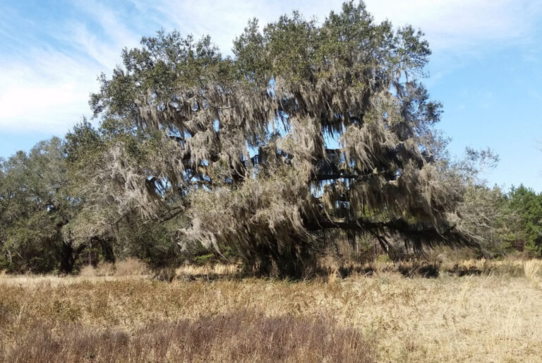 Acreage Close to Golden Isles Offers Solitude and Access to Coastal Community