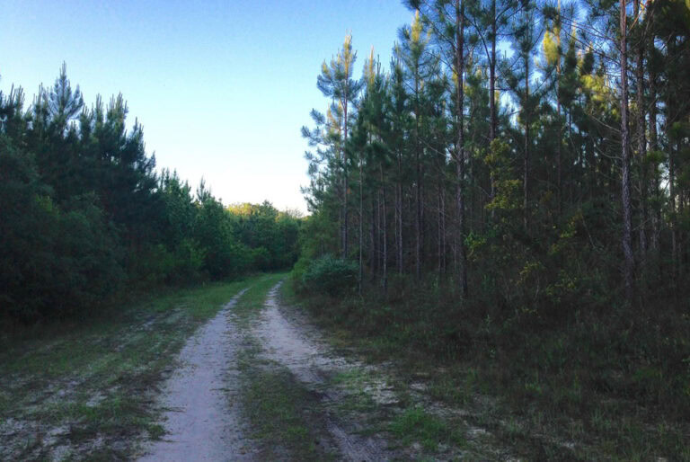 274 Acres with Timber, Seclusion, & Wildlife