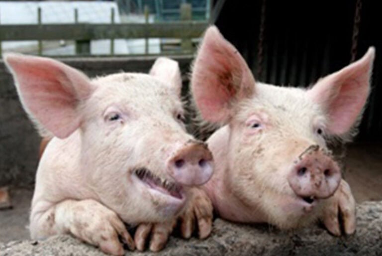 Life on the Farm, Farmland Investments Offer Great Returns