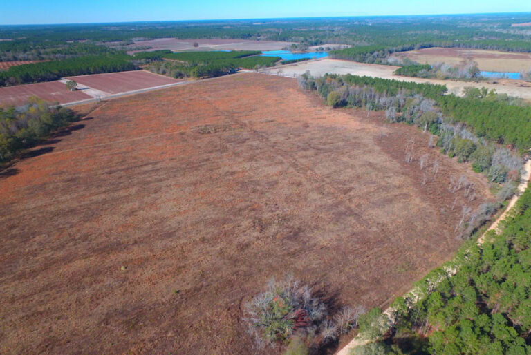 136 Acres Available in Alma, GA