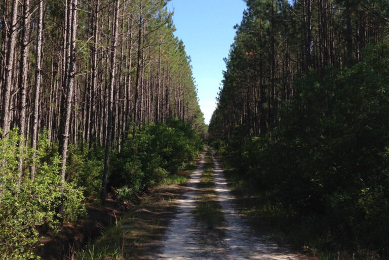 Brand New Timber & Recreational Tracts NOW AVAILABLE to the Public