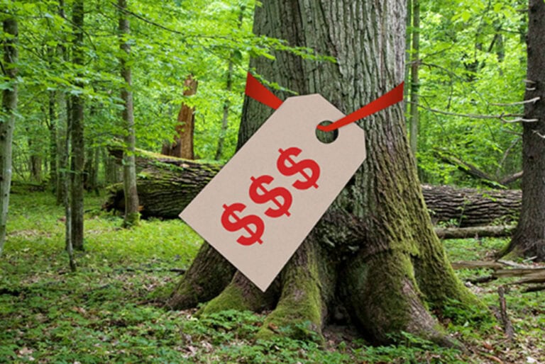 Diversifying Portfolios with Timberland Investment