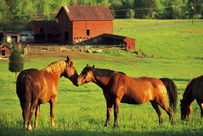Build a Haven For Your Horses With This Pastureland