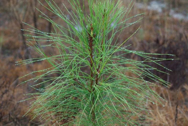 Replanting Our Trees Breathes Life Into Our Environment