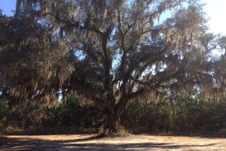 Spotlight of the Week: 187 Acres, Great Hunting & Recreation