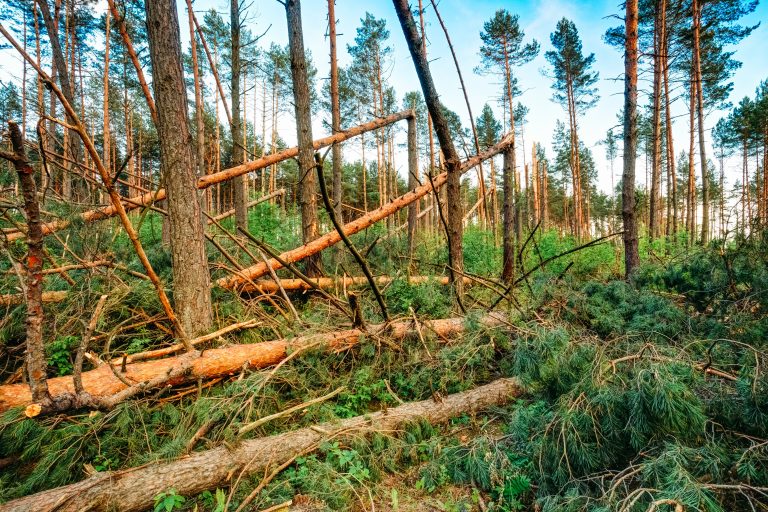 Hurricane Helene Damage