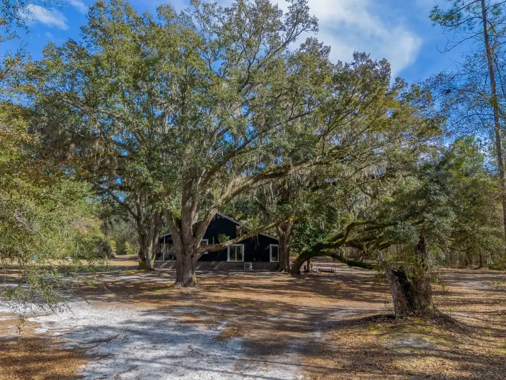 12321 Highway 185 - Trees & Cabin