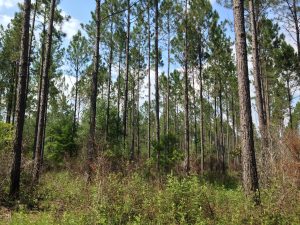 Sustainable forestry in Southeast Georgia