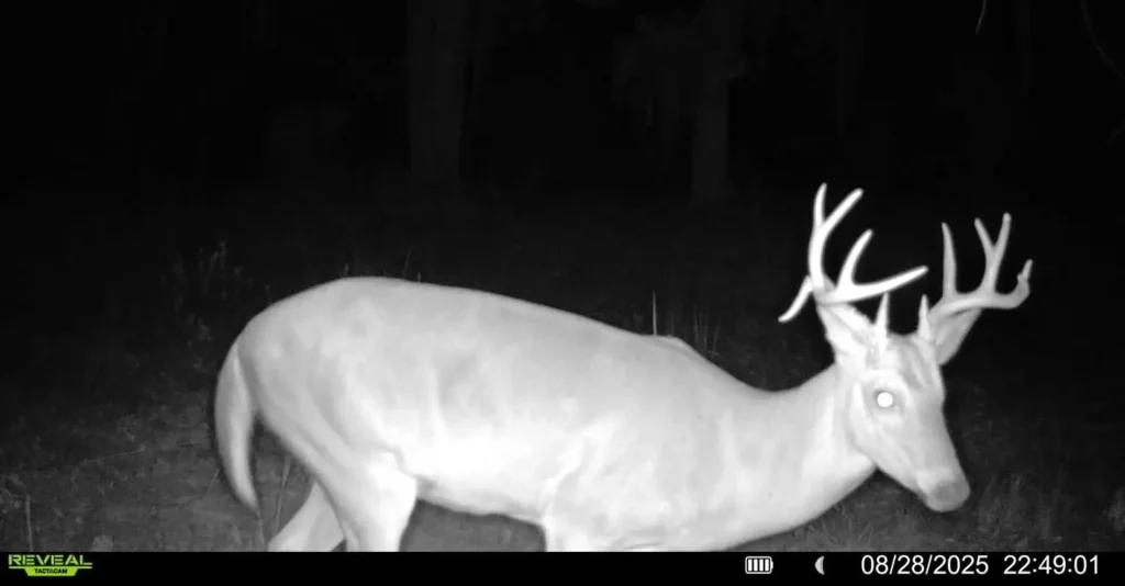 Trailcam Photo of Buck