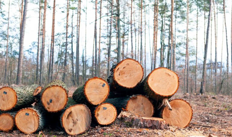 cutting timber
