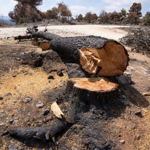 Salvage Harvest after a wildfire